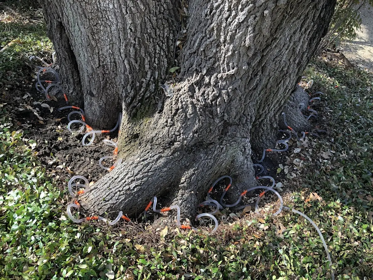 Detailed Tree Cabling and Bracing job site in Oil Trough