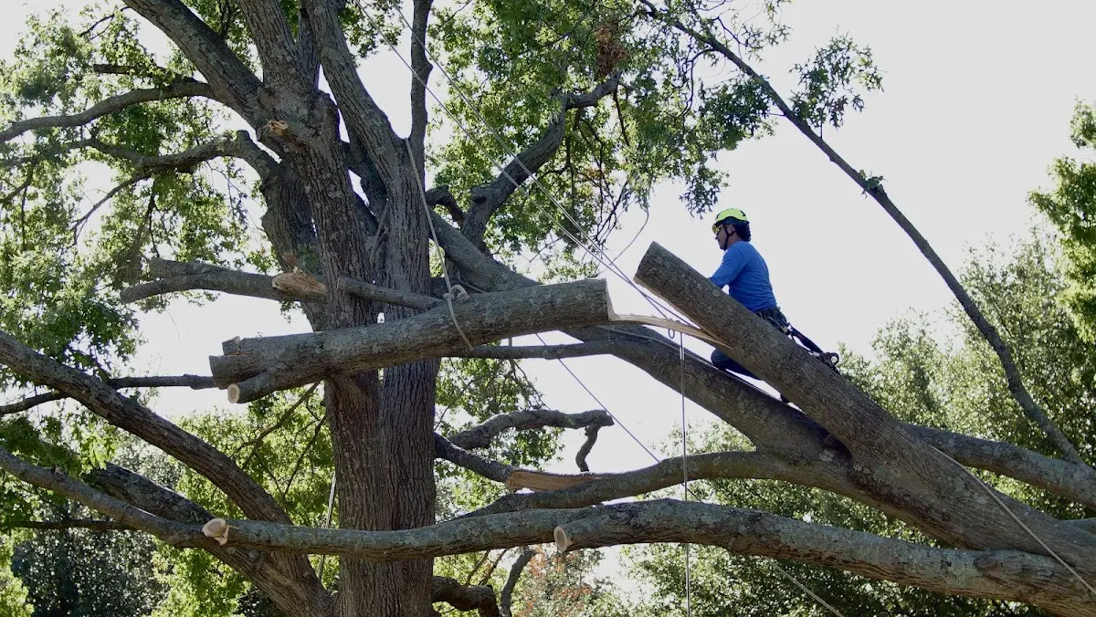 Professional Crown Thinning performed by certified arborists in Oil Trough
