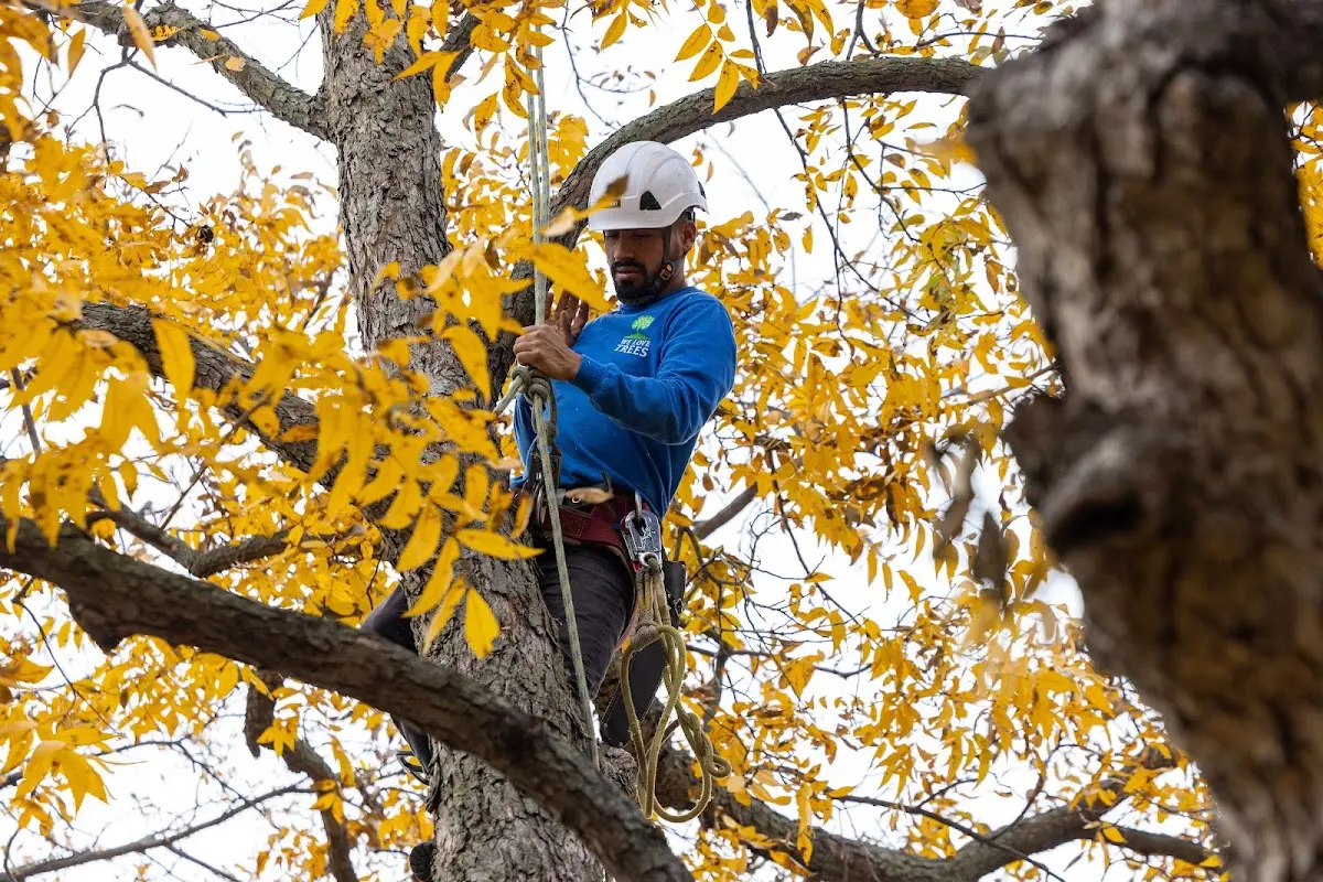 Skilled Tree Planing crew working in Oil Trough