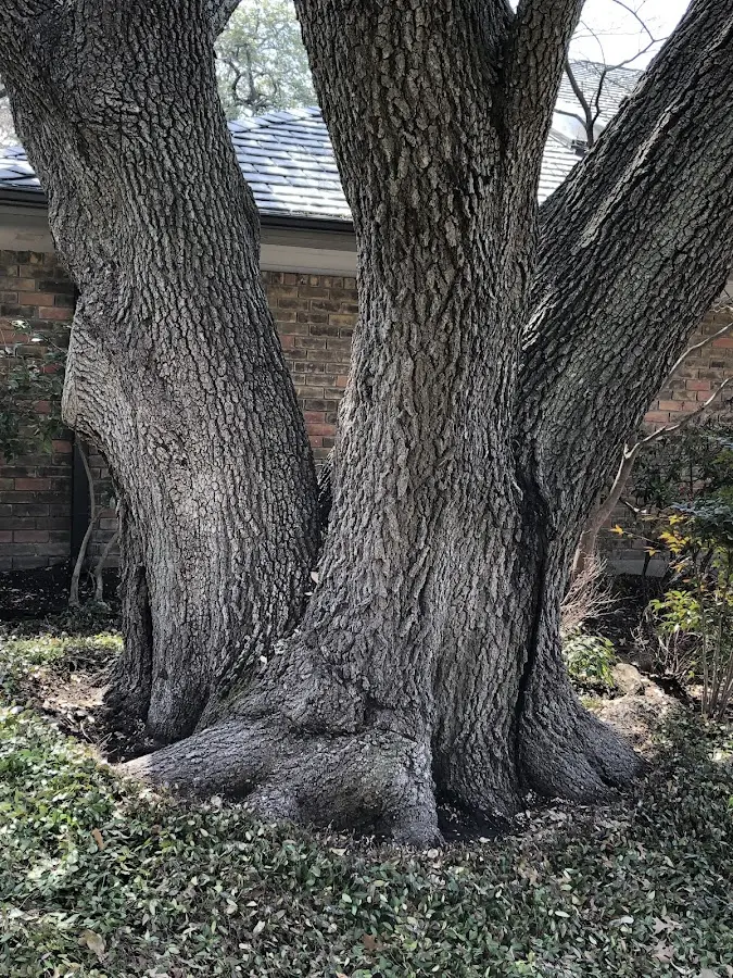 Mature heritage tree close to a Oil Trough property cared for by certified arborists